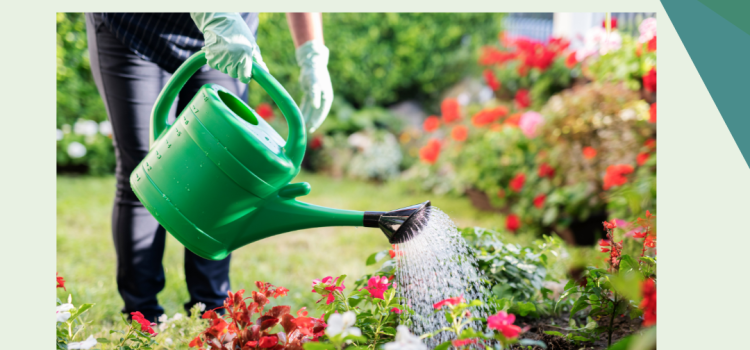 Hosepipe Ban 2026: 10 Expert Tips for Managing Your Garden Without a Hose Watering can instead of hosepipe due to ban